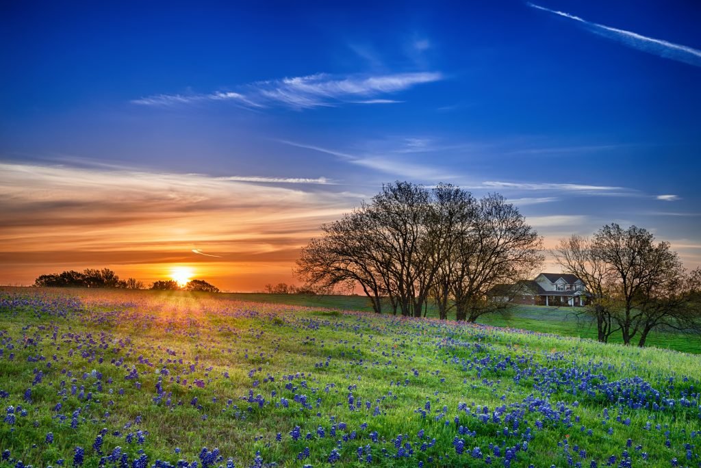 Bluebonnet Field