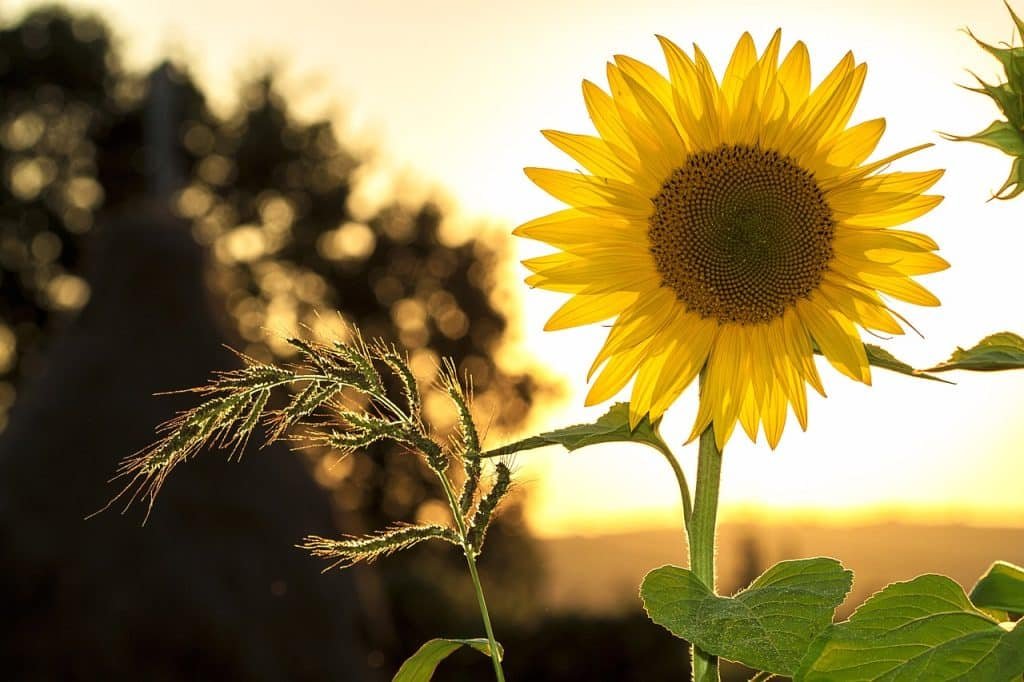 Sunflower Houston Seasons